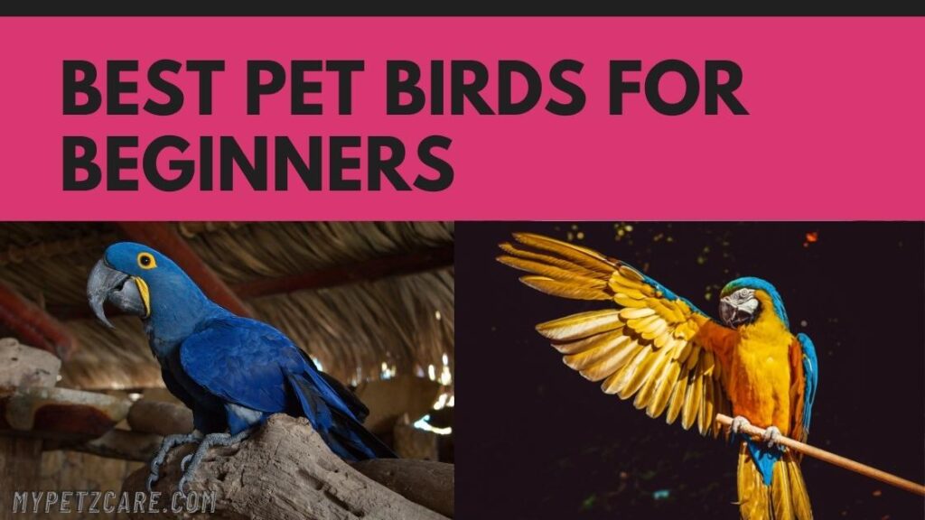 Best Pet Birds for Beginners My Petz Care