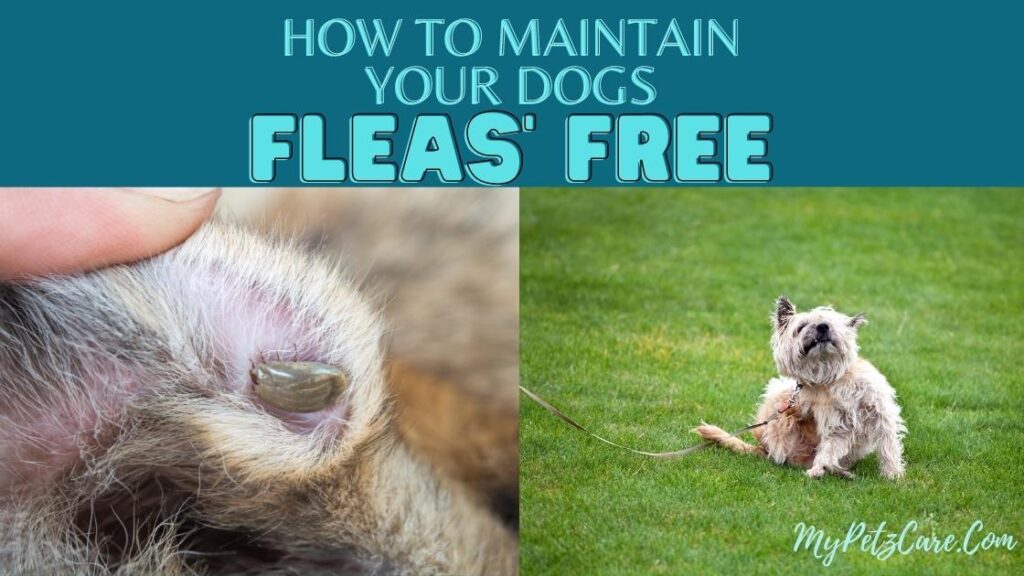 How to Maintain your Dog Fleas Free