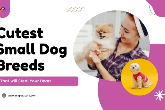 Cutest Small Dog Breeds