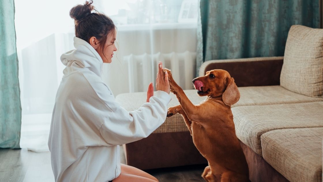 Easy Tricks Any Dog Can Learn in a Week