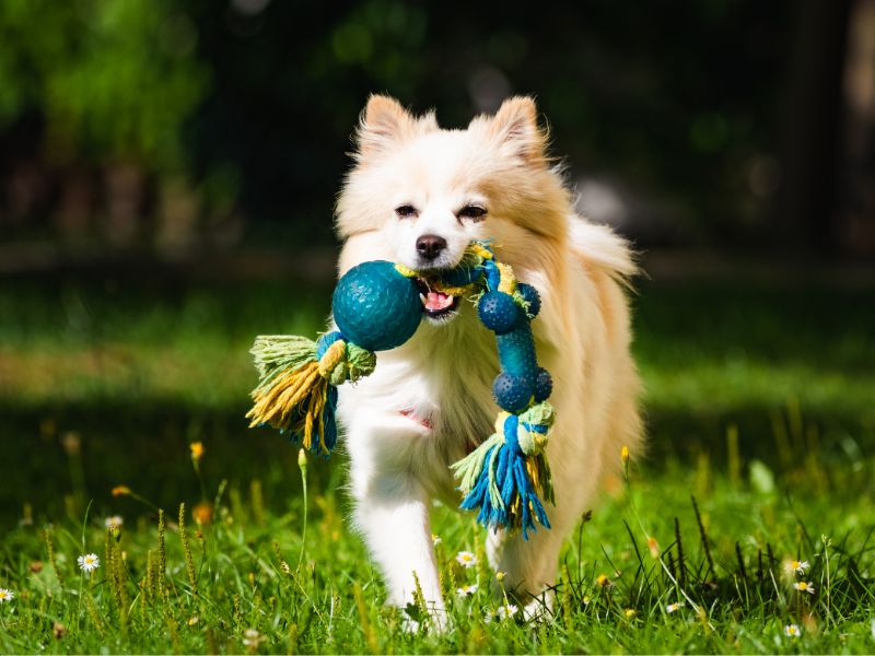 Fetch – Every Dog's Favorite