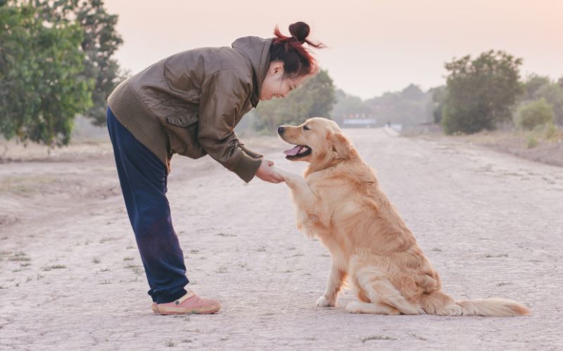 Paw Shake – The Polite Pupper