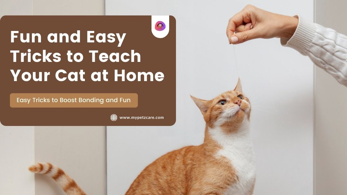 Tricks to Teach Your Cat