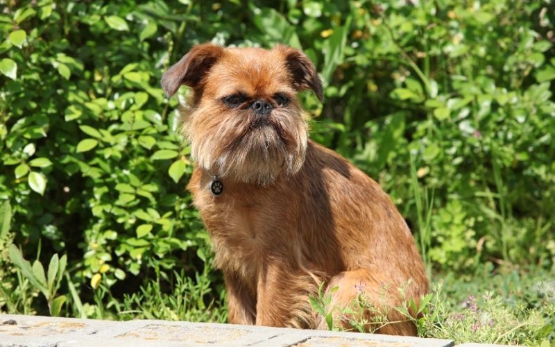 brussels griffon