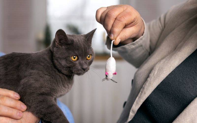 cat fetching training
