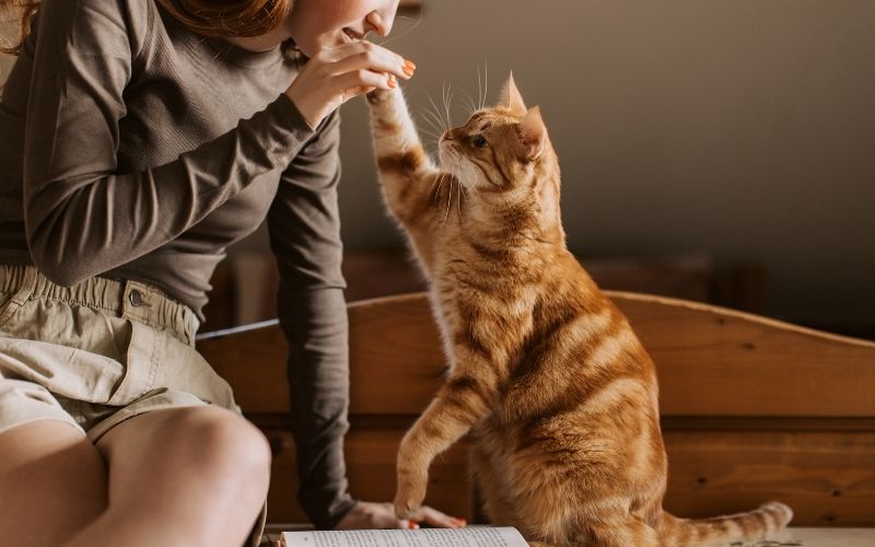 cat high five trick