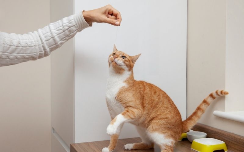 cat spin trick