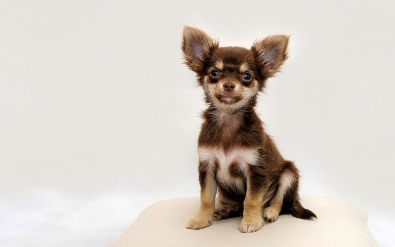 chihuahua small dog