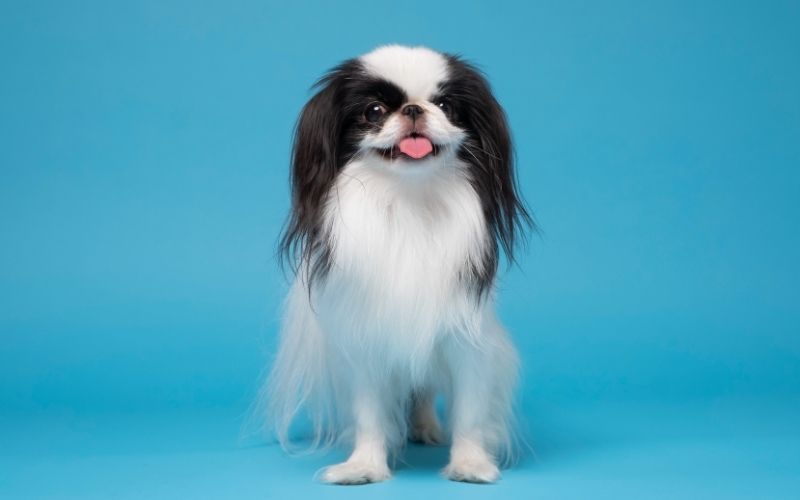 japanese chin