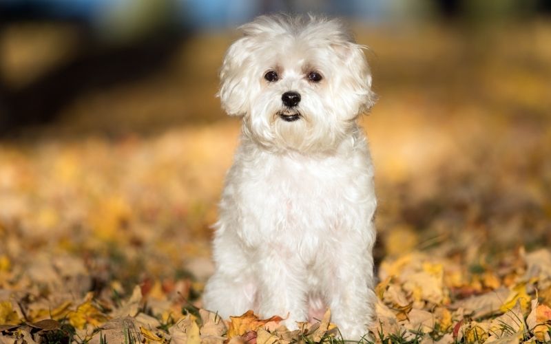 maltese small dog