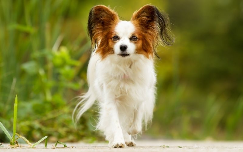 papillon small dog