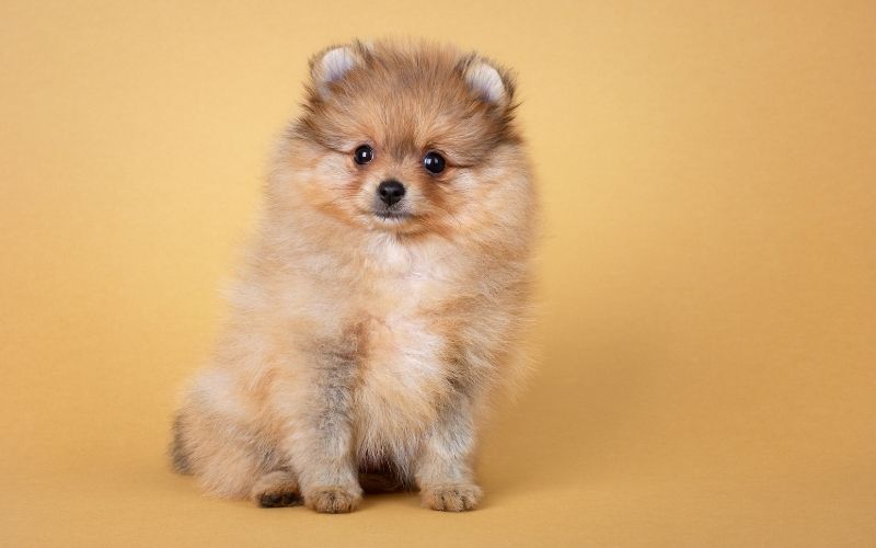 pomeranian small dog breeds