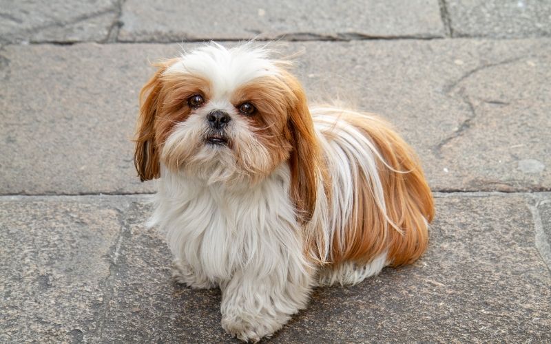 shih tzu small dog