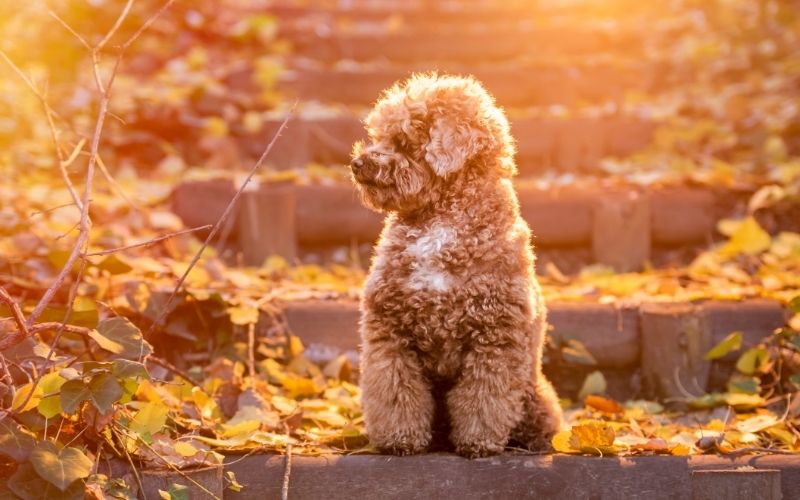 toy poodle small dog