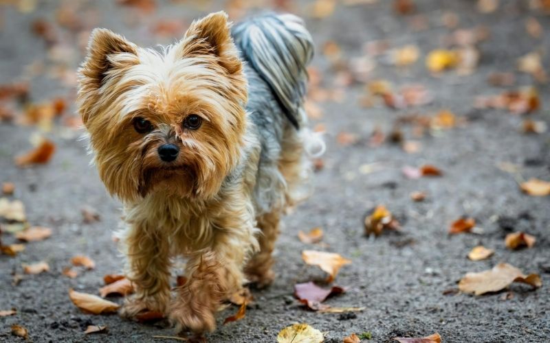 yorkshire terrier small breed dogs