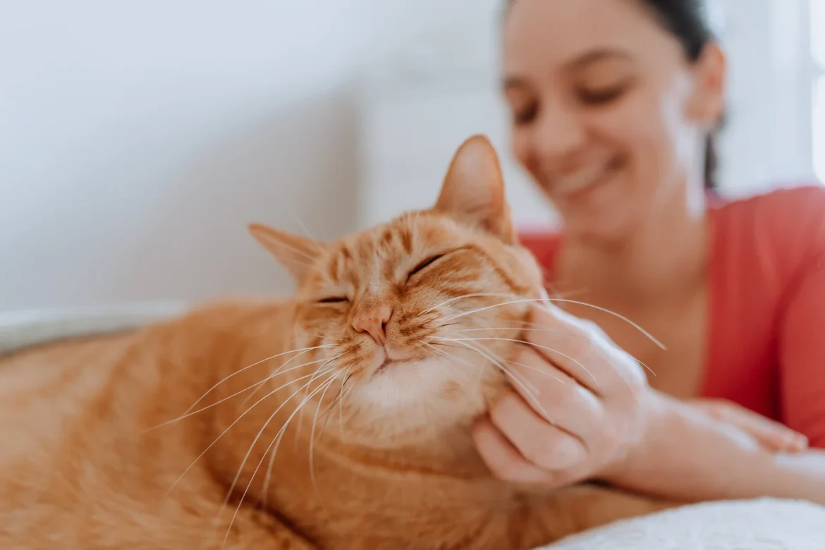 10 Genius Cat Hacks Every Owner Needs Simple Tricks for a Happier, Healthier Kitty