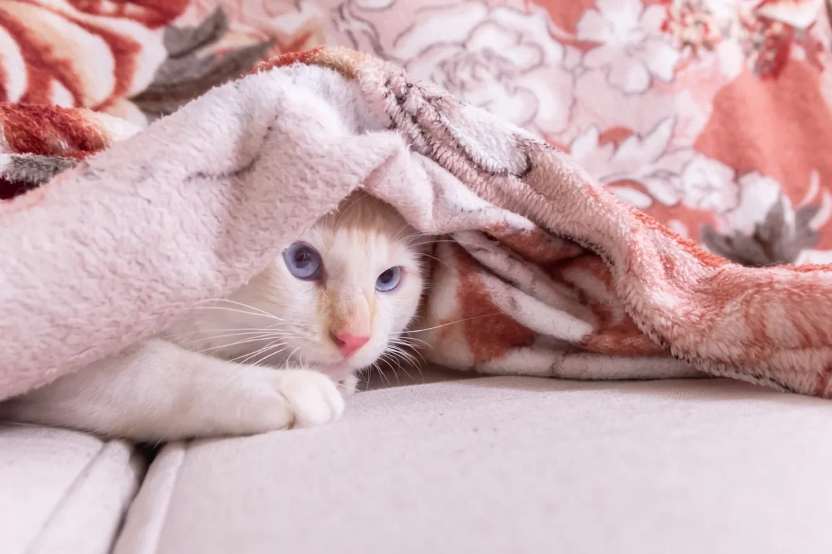 15 Weird Cat Behaviors Explained What Your Feline Is Really Thinking