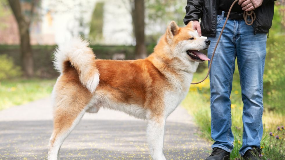 Akita