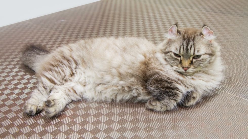 American Curl