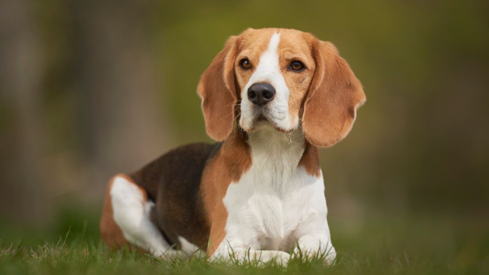 Beagle