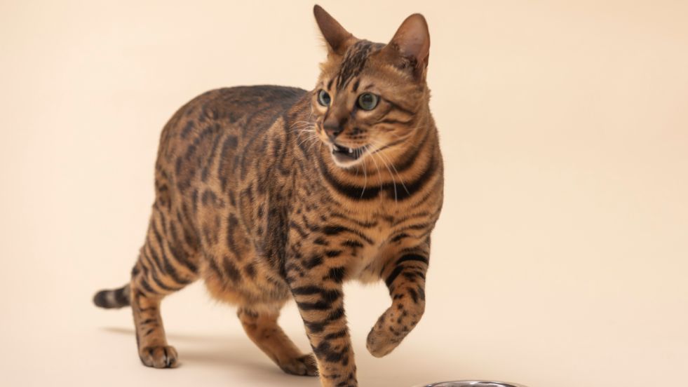 Bengal