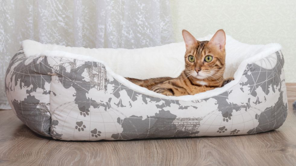 Best Cat Beds for All Budgets