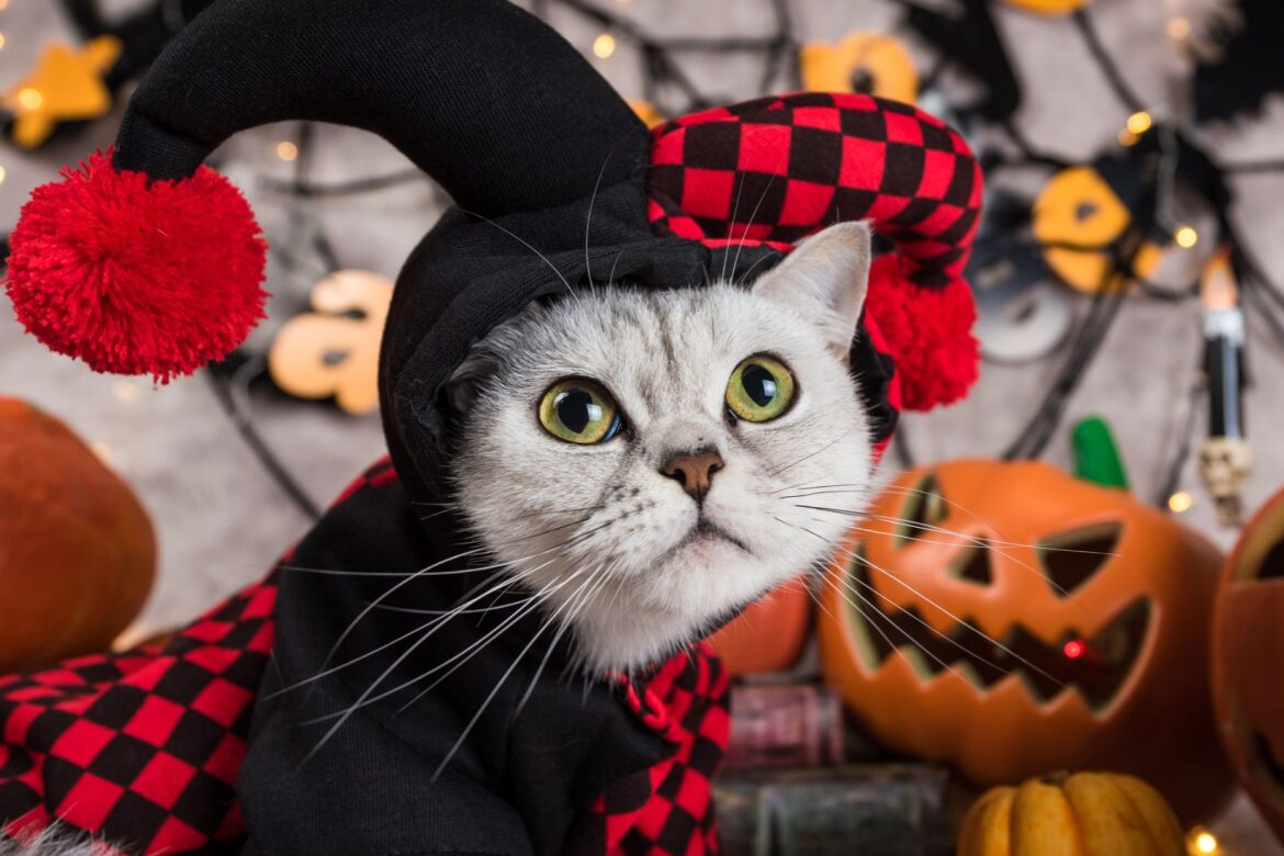 est Cat Halloween Costumes For Feline Frights This Year