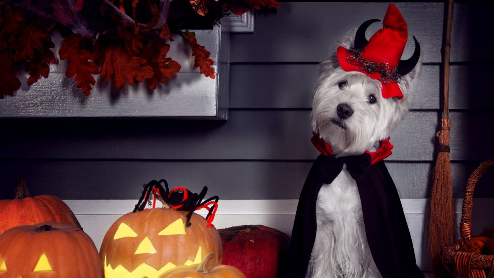 Best Halloween Costumes for Your Furry Friend