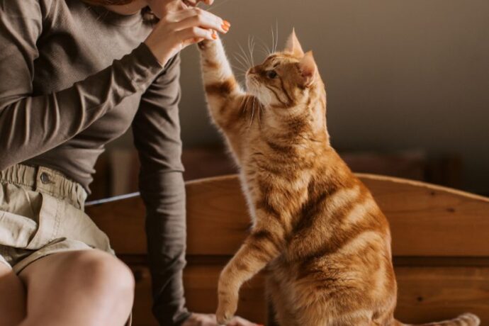Best Hypoallergenic Cat Breeds for Allergy