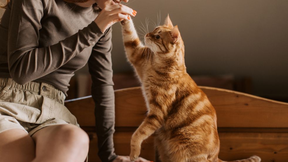 Best Hypoallergenic Cat Breeds for Allergy
