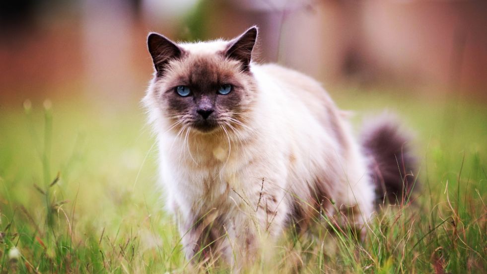Birman – The Sacred Cuddler