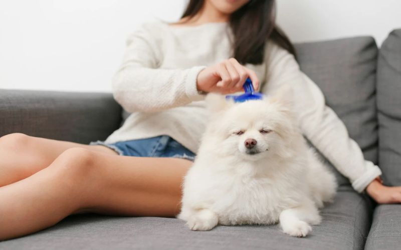 Brush Regularly to Prevent Mats and Shedding