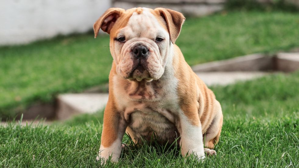 Bulldog