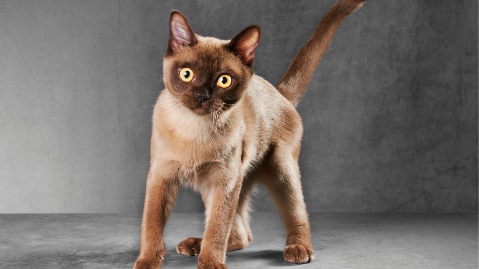 Burmese