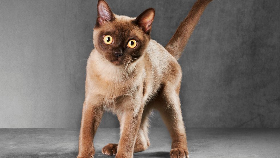 Burmese – The Human-Oriented Companion