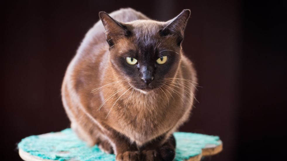 Burmese

