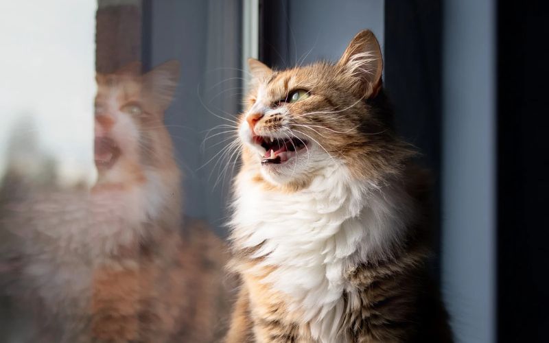 Chattering at Birds