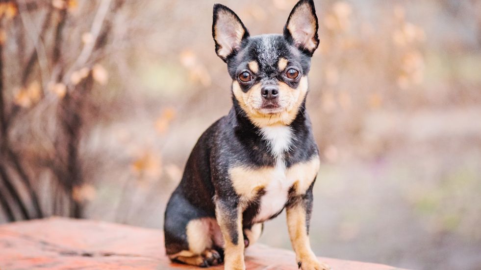 Chihuahua