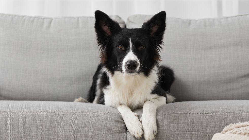 Collie