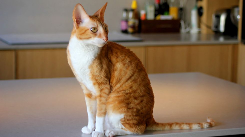 Cornish Rex