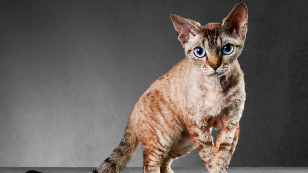  Cornish Rex