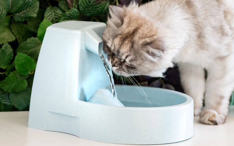 Create a DIY Cat Water Fountain