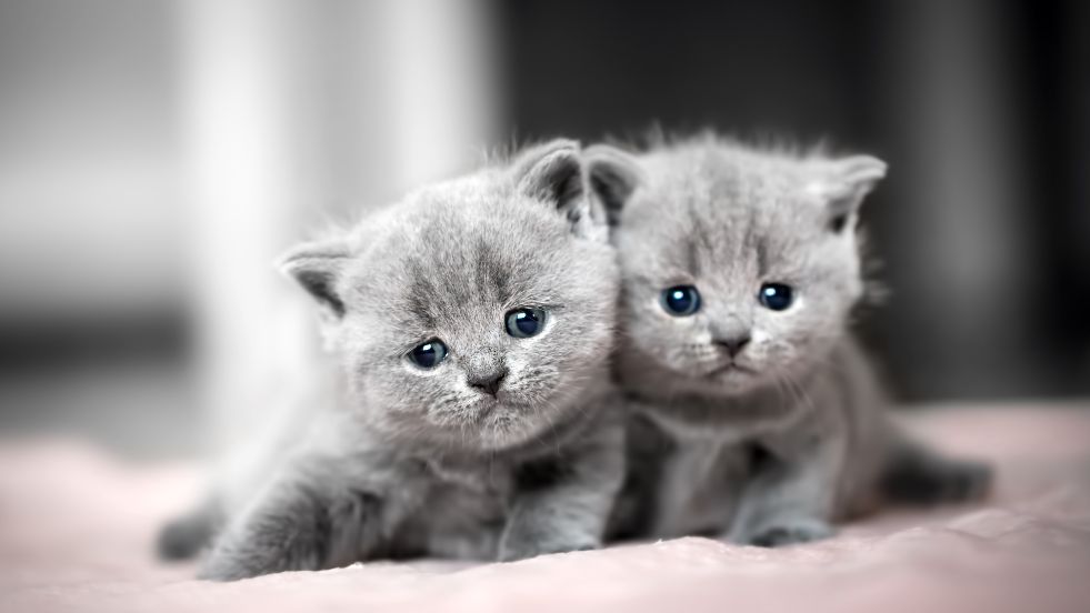 Cutest Cat Names of All Time