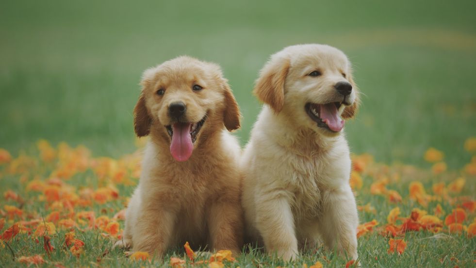 Cutest Puppy Names of All Time