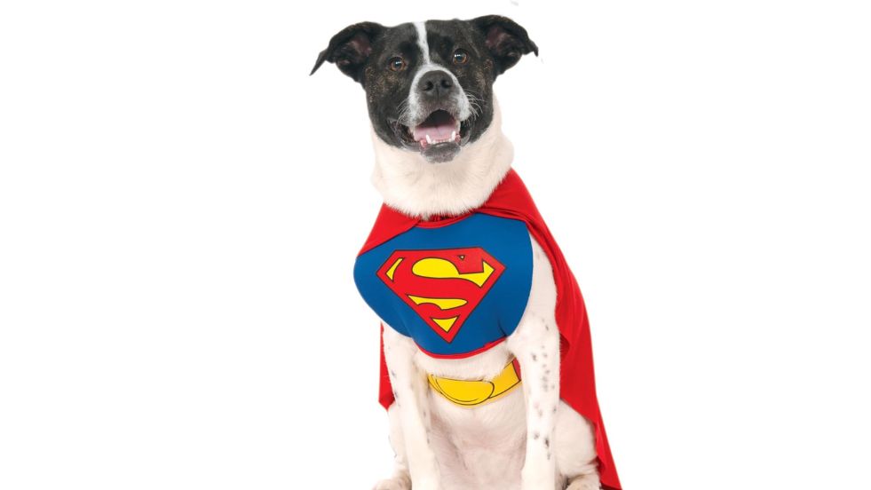 DC Comics Superman Dog Costume