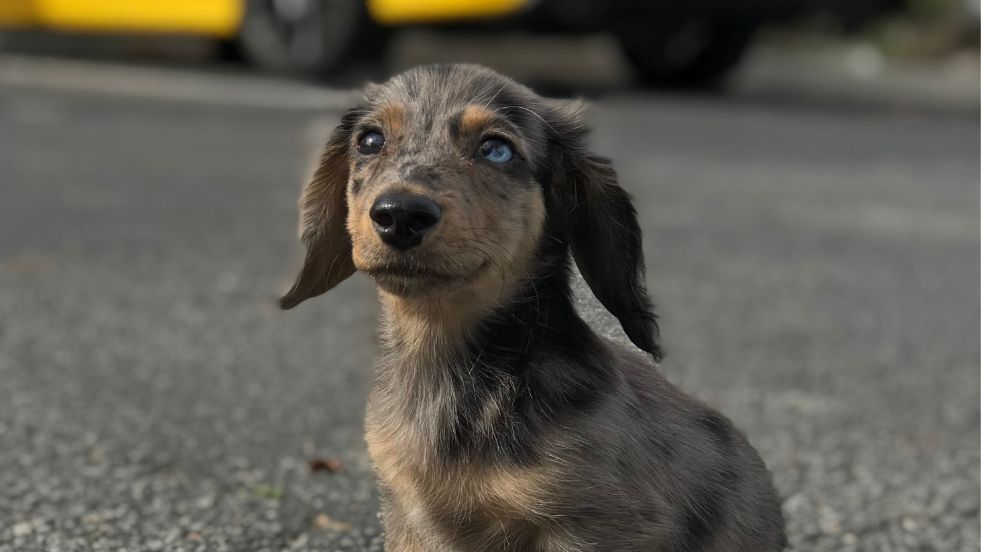 Dachshund
