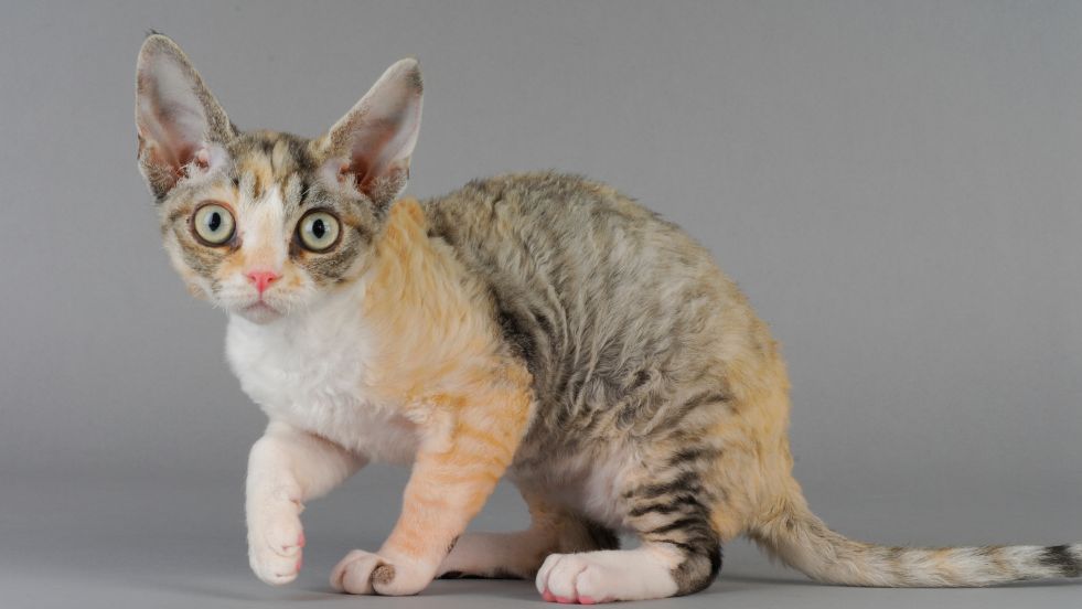 Devon Rex