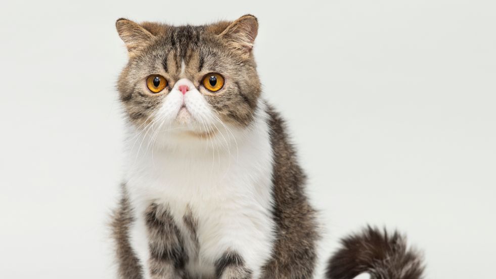 Exotic Shorthair – The Persian’s Cuddly Cousin