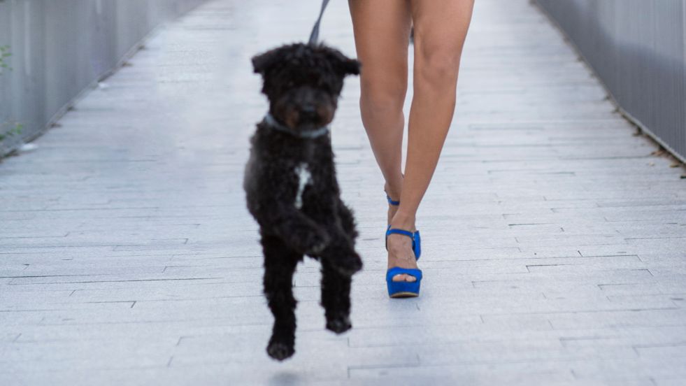 Expert Tips to Stop Your Dog from Pulling on the Leash