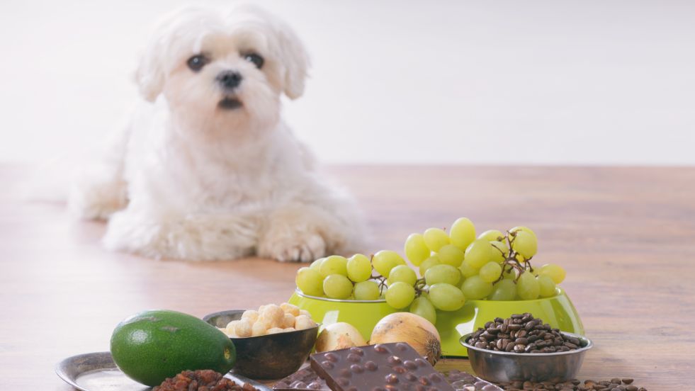 Fruits Dogs Should Never Eat